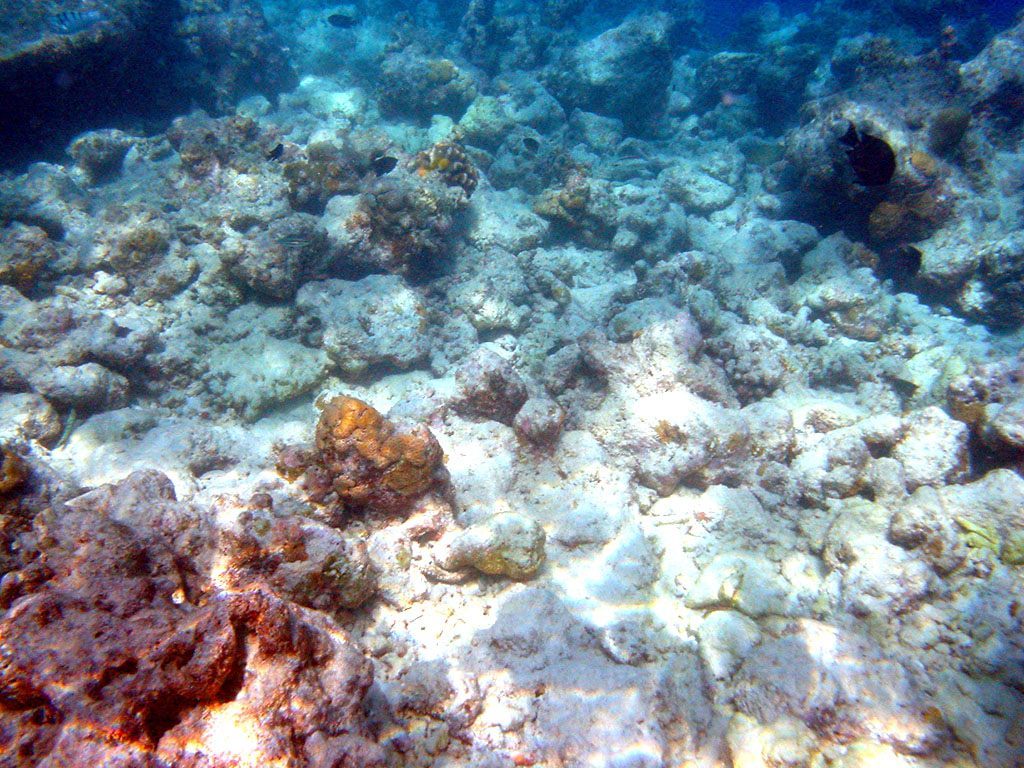 Coral Bleaching - Bleached & dead