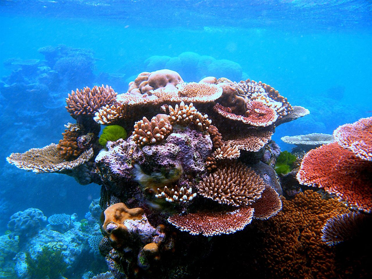 The Bleaching Reef